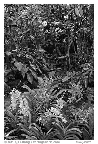 Black and White Picture/Photo: National Orchid Garden, in ...