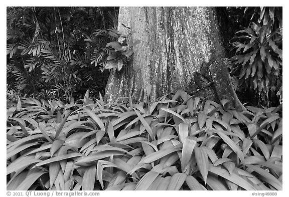 Leaves and trunk,  Singapore Botanical Gardens. Singapore