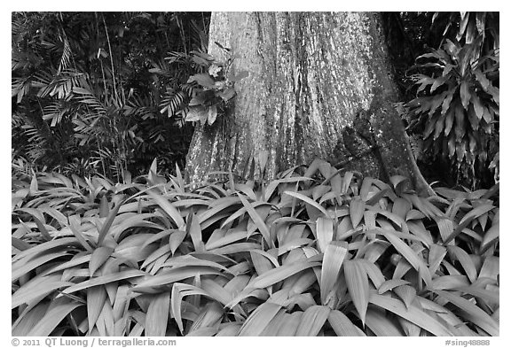 Leaves and trunk,  Singapore Botanical Gardens. Singapore