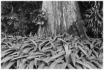 Leaves and trunk,  Singapore Botanical Gardens. Singapore (black and white)