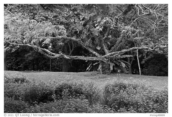 Tree, Singapore Botanical Gardens. Singapore (black and white)