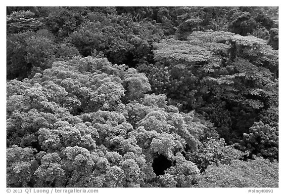 Forest canopy. Singapore (black and white)