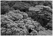 Forest canopy. Singapore ( black and white)