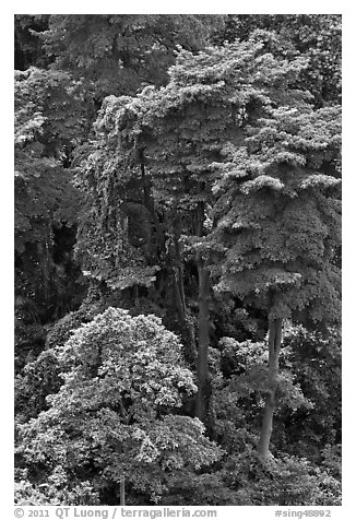 Forest trees. Singapore