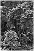 Forest trees. Singapore ( black and white)