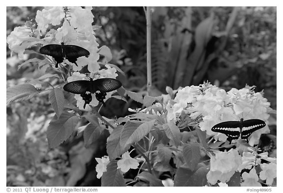 Black butterflies and flowers, Sentosa Island. Singapore (black and white)