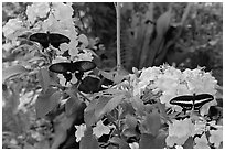 Black butterflies and flowers, Sentosa Island. Singapore (black and white)