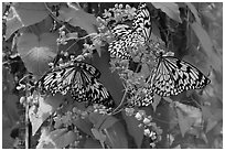 Butterflies and flowers, Sentosa Island. Singapore (black and white)