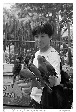 Man holding many parakeets on arm, Sentosa Island. Singapore (black and white)