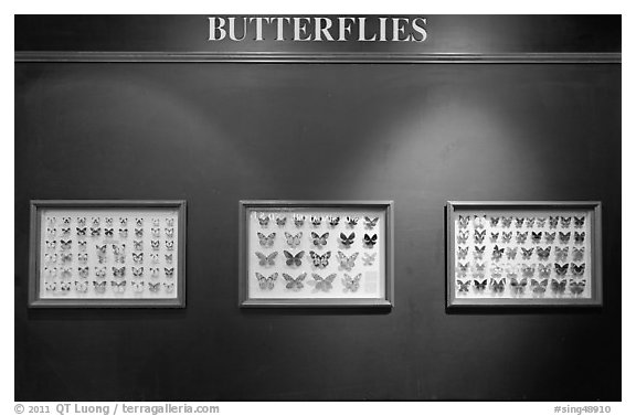 Butterfly exhibit, Sentosa Island. Singapore (black and white)