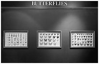 Butterfly exhibit, Sentosa Island. Singapore ( black and white)