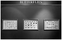 Butterfly exhibit, Sentosa Island. Singapore (black and white)