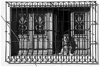 Window with forged metal grid and dog, Tlaquepaque. Jalisco, Mexico (black and white)