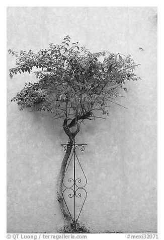 Wall and tree, Tlaquepaque. Jalisco, Mexico (black and white)