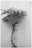 Wall and tree, Tlaquepaque. Jalisco, Mexico (black and white)