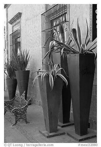 Pots with agaves for sale outside a gallery, Tlaquepaque. Jalisco, Mexico (black and white)