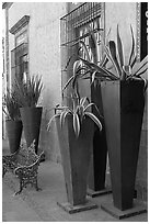 Pots with agaves for sale outside a gallery, Tlaquepaque. Jalisco, Mexico ( black and white)