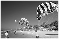 Parasails inflated on beach, Nuevo Vallarta, Nayarit. Jalisco, Mexico (black and white)