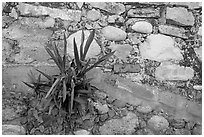 Succulent plant growing out of old wall, Puerto Vallarta, Jalisco. Jalisco, Mexico (black and white)