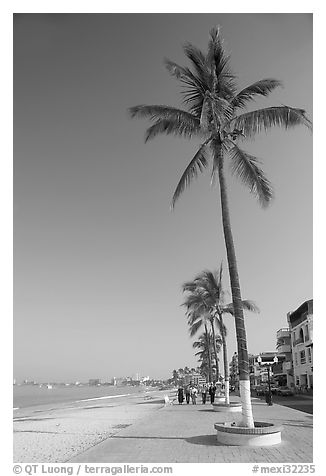 Palm trees on the Malecon, morning, Puerto Vallarta, Jalisco. Jalisco, Mexico (black and white)