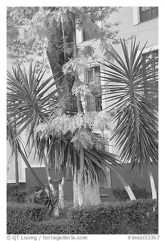 Vegetation and houses in  Jardin de la Reforma. Guanajuato, Mexico (black and white)