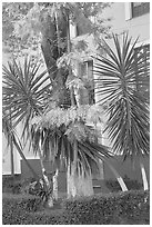 Vegetation and houses in  Jardin de la Reforma. Guanajuato, Mexico ( black and white)