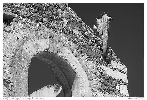 Cactus growing out of ruined house. Guanajuato, Mexico