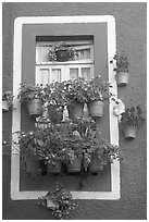 Window decorated with many potted flowers. Guanajuato, Mexico ( black and white)