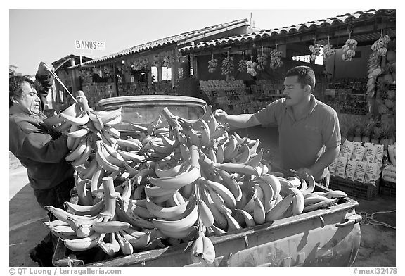 Man unloading bananas from the back of a truck. Mexico (black and white)