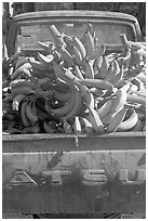 Bananas in the back of a pick-up truck. Mexico (black and white)