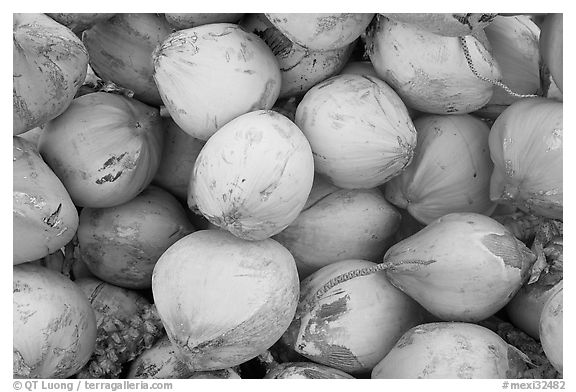 Coconuts. Mexico (black and white)