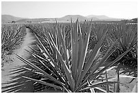 Agave field cultivated to make Tequila. Mexico ( black and white)