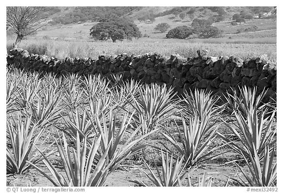 Agave field and volcanic rock wall. Mexico