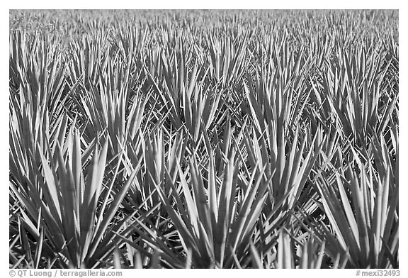 Blue agaves near Tequila. Mexico