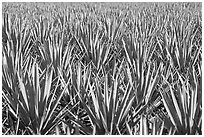 Blue agaves near Tequila. Mexico (black and white)