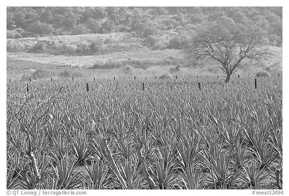 Agave plantation and tree. Mexico (black and white)