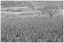 Pictures of Mexico countryside