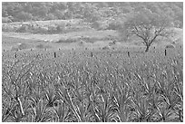 Agave plantation and tree. Mexico ( black and white)