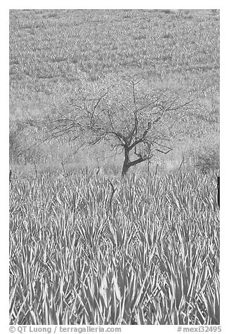 Blue Agave field and tree. Mexico