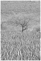 Blue Agave field and tree. Mexico (black and white)