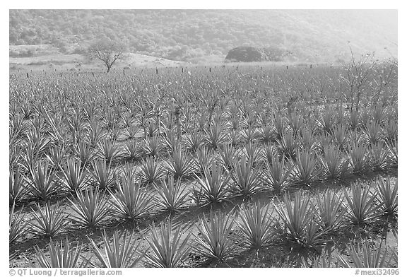 Field of agaves near Tequila. Mexico