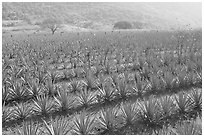 Field of agaves near Tequila. Mexico (black and white)