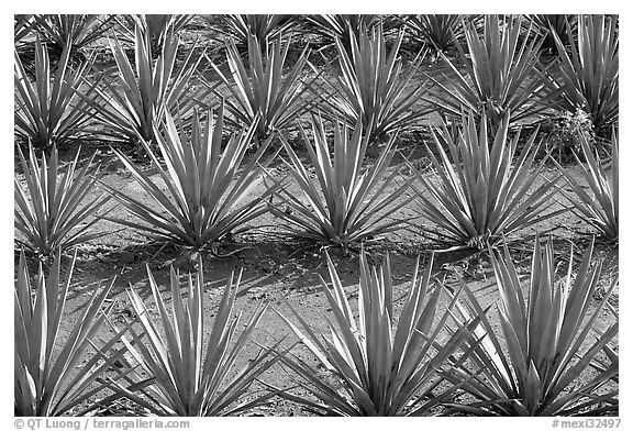 Rows of  blue agaves near Tequila. Mexico (black and white)