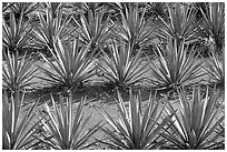 Rows of  blue agaves near Tequila. Mexico (black and white)