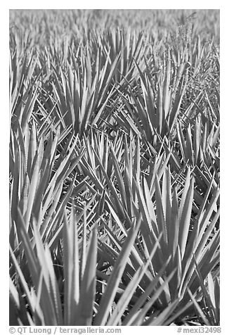 Dense rows of blue agaves. Mexico