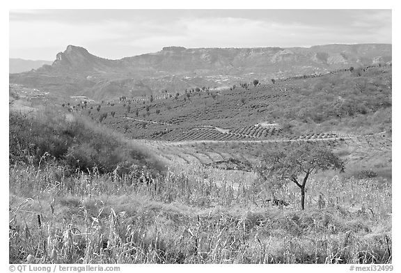 Rural landscape with grasses and agave field. Mexico (black and white)