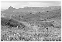 Rural landscape with grasses and agave field. Mexico (black and white)