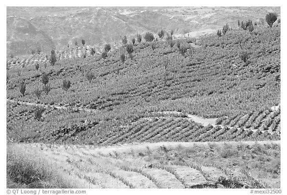 Agave field on rolling hills. Mexico (black and white)