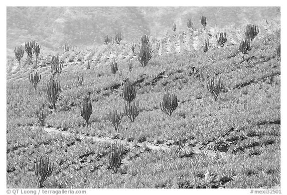 Cactus amongst agave field. Mexico