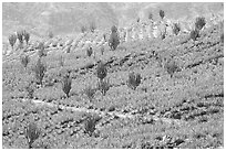 Cactus amongst agave field. Mexico ( black and white)